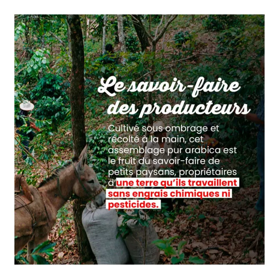 Dosettes de café Bio La Tierra - Machine EOH - MALONGO
